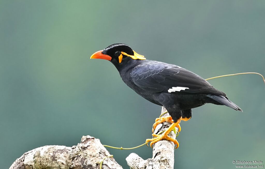 Mainate religieuxadulte