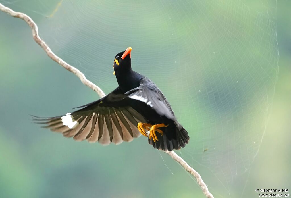 Mainate religieuxadulte