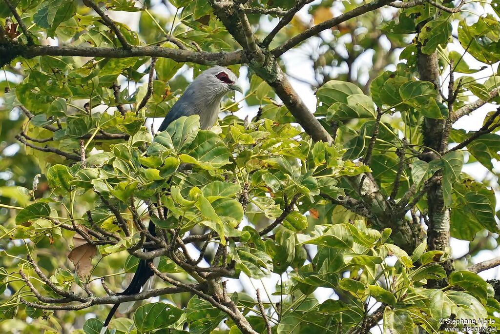 Malcoha sombreadulte
