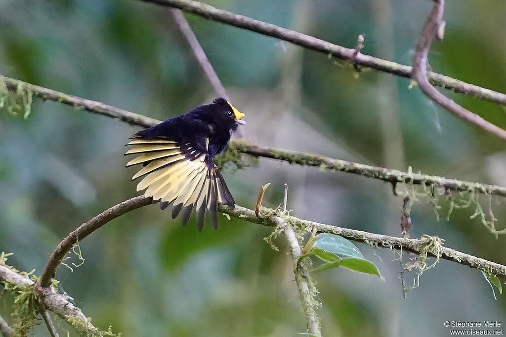 Golden-winged Manakin