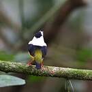 Manakin à col blanc