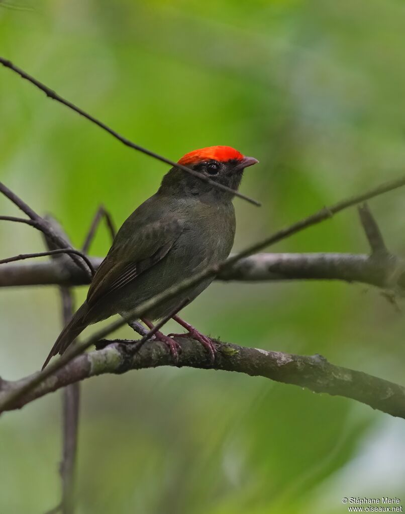 Manakin à longue queue mâle 1ère année