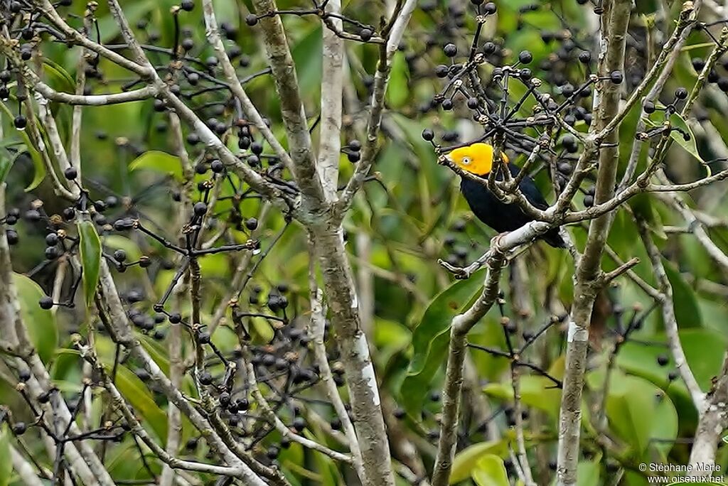 Manakin à tête d'or mâle adulte
