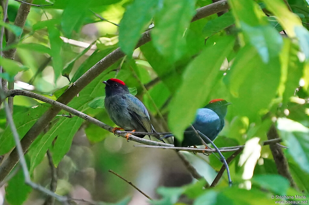 Manakin lancéolé