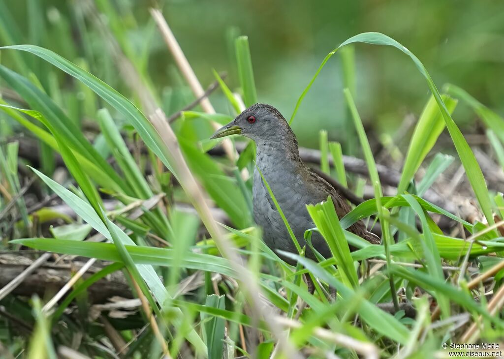 Ash-throated Crakeadult