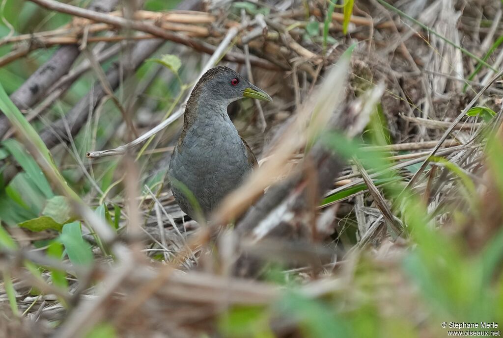 Ash-throated Crakeadult