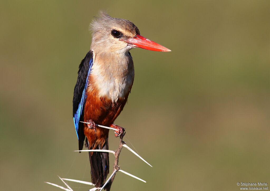 Grey-headed Kingfisher