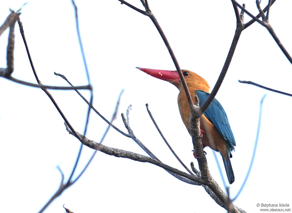 Martin-chasseur gurialadulte