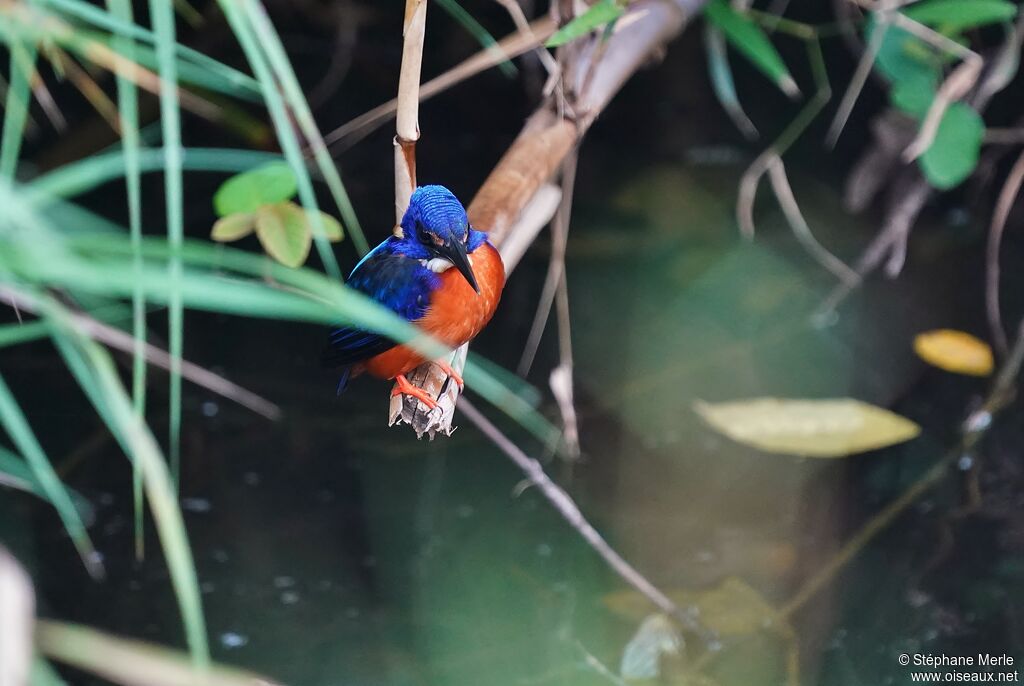 Shining-blue Kingfisher