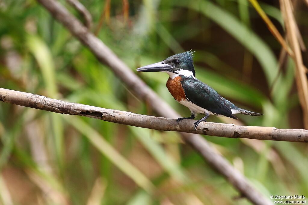 Martin-pêcheur d'Amazonie mâle adulte