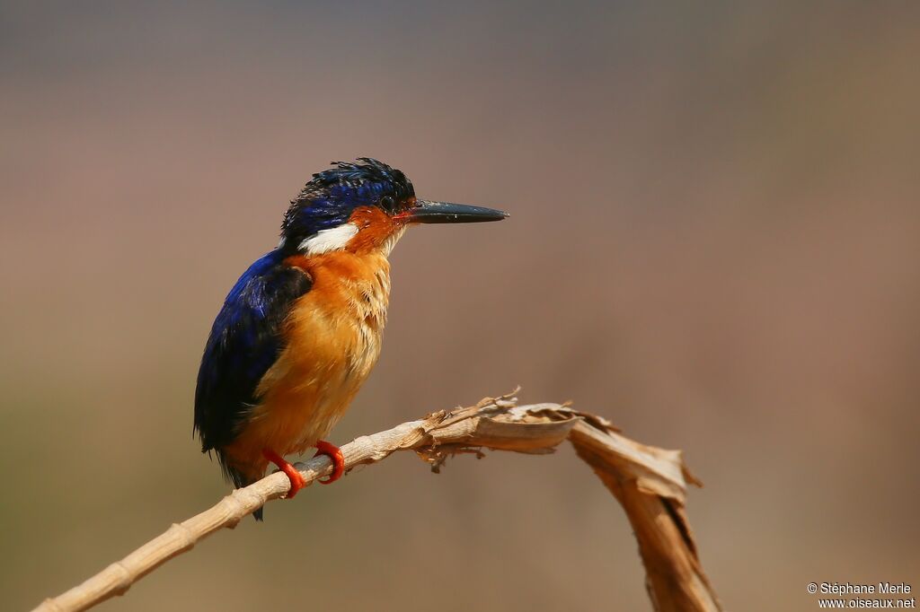 Martin-pêcheur vintsiadulte