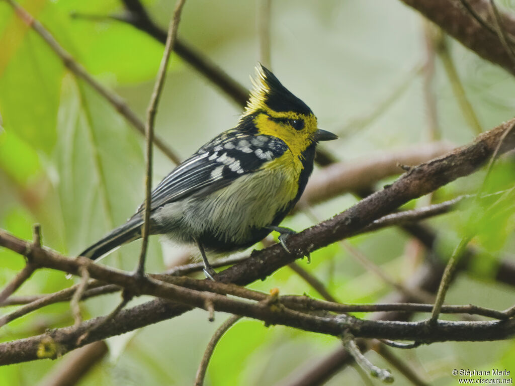 Mésange à dos tachetéadulte