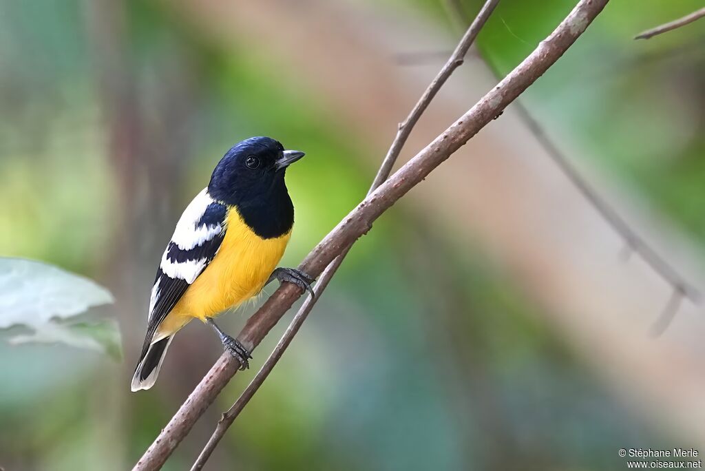 Mésange de Palawanadulte