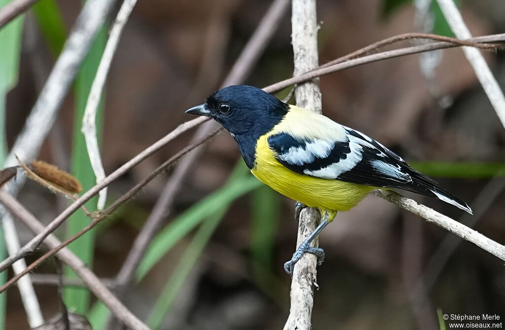 Mésange de Palawanadulte