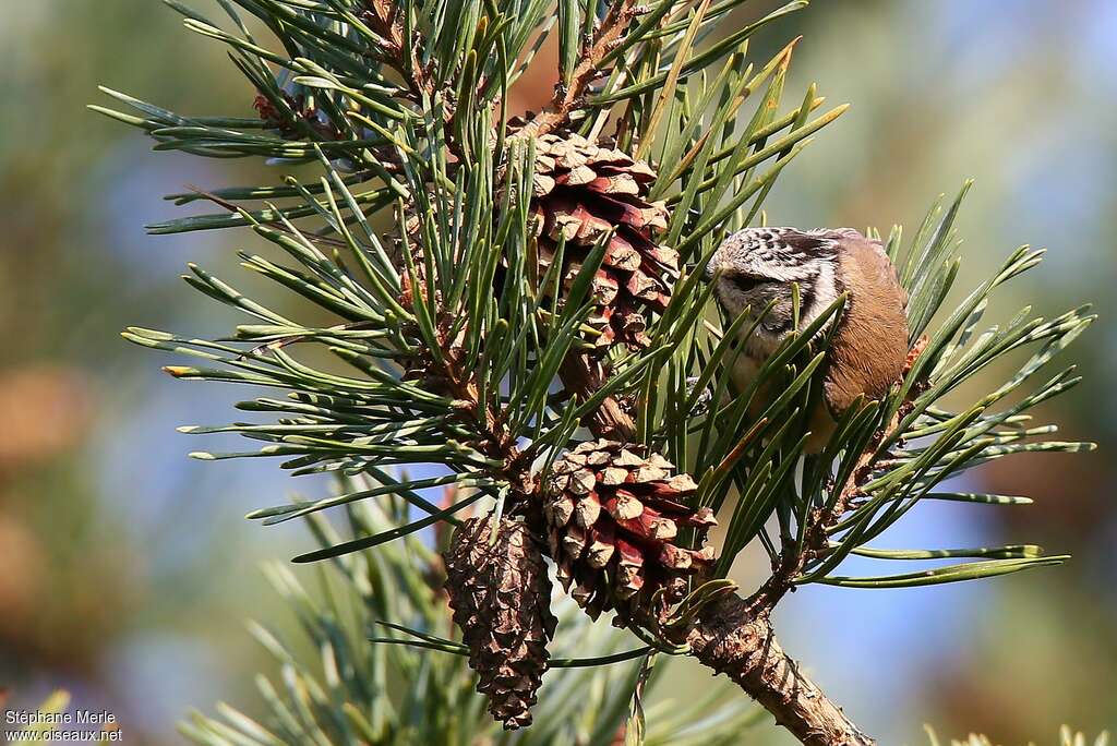 Mésange huppéeadulte, régime