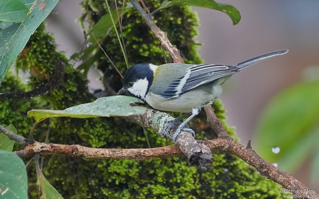 Mésange indienneadulte