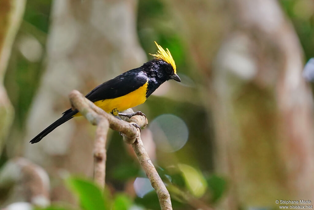 Mésange sultaneadulte