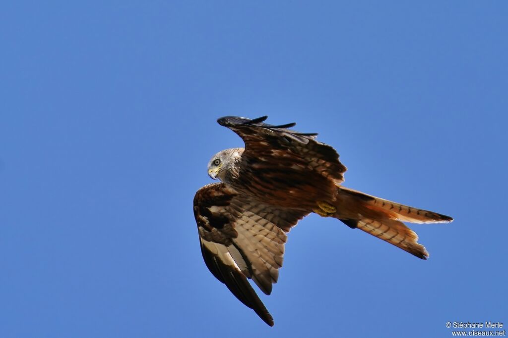 Red Kiteadult