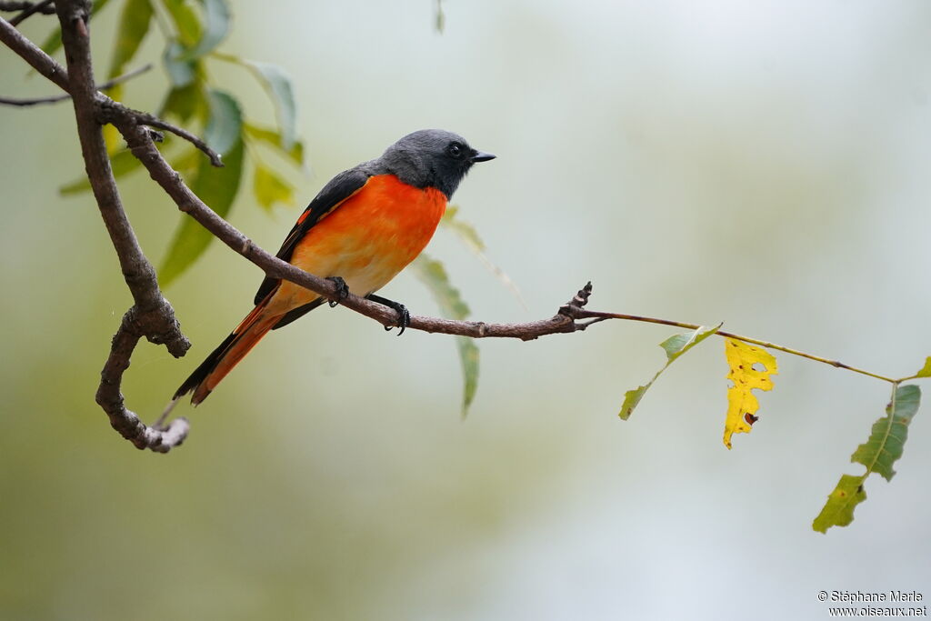 Small Minivet male adult