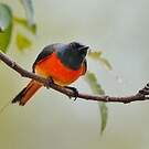 Minivet oranor