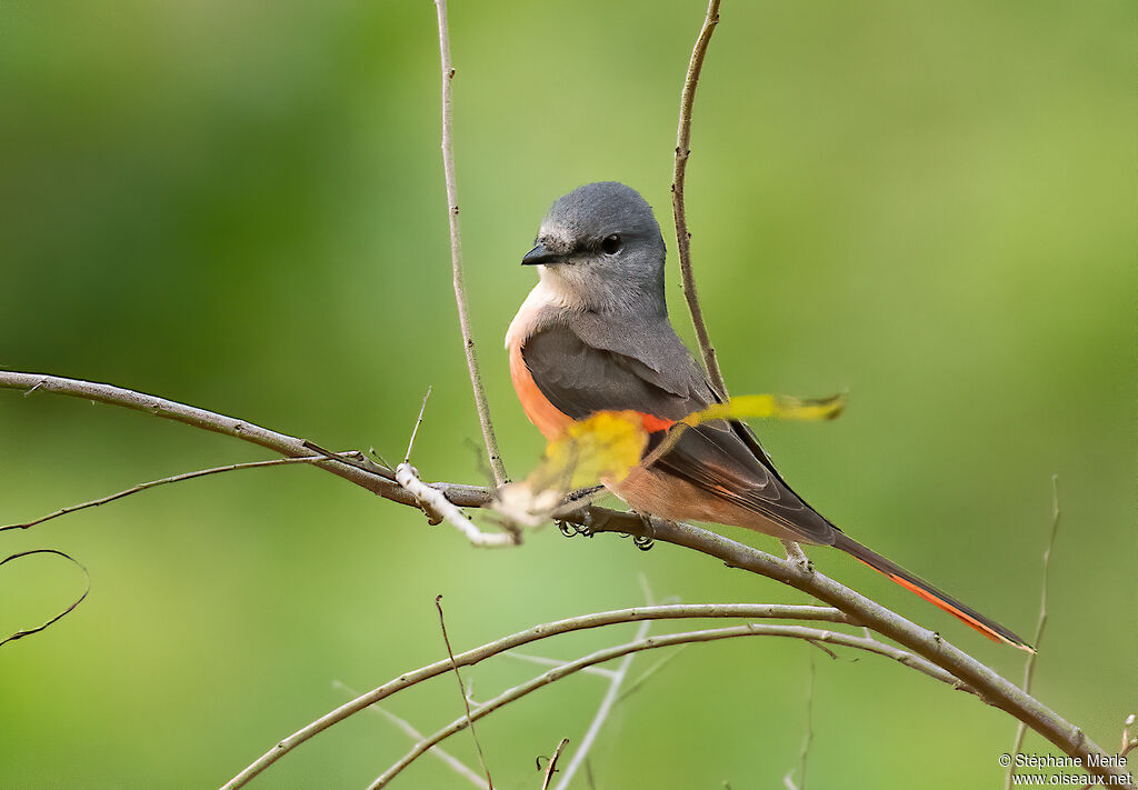 Minivet rose mâle adulte