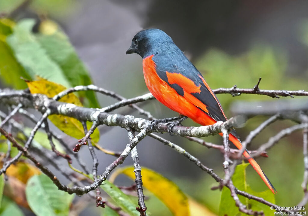 Minivet rouge mâle adulte