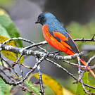 Minivet rouge