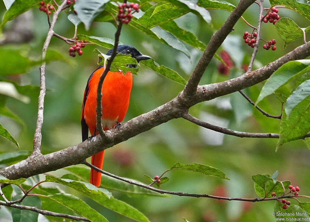 Minivet rouge mâle adulte nuptial