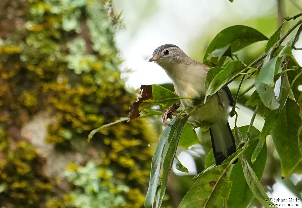 Minla à ailes bleuesadulte