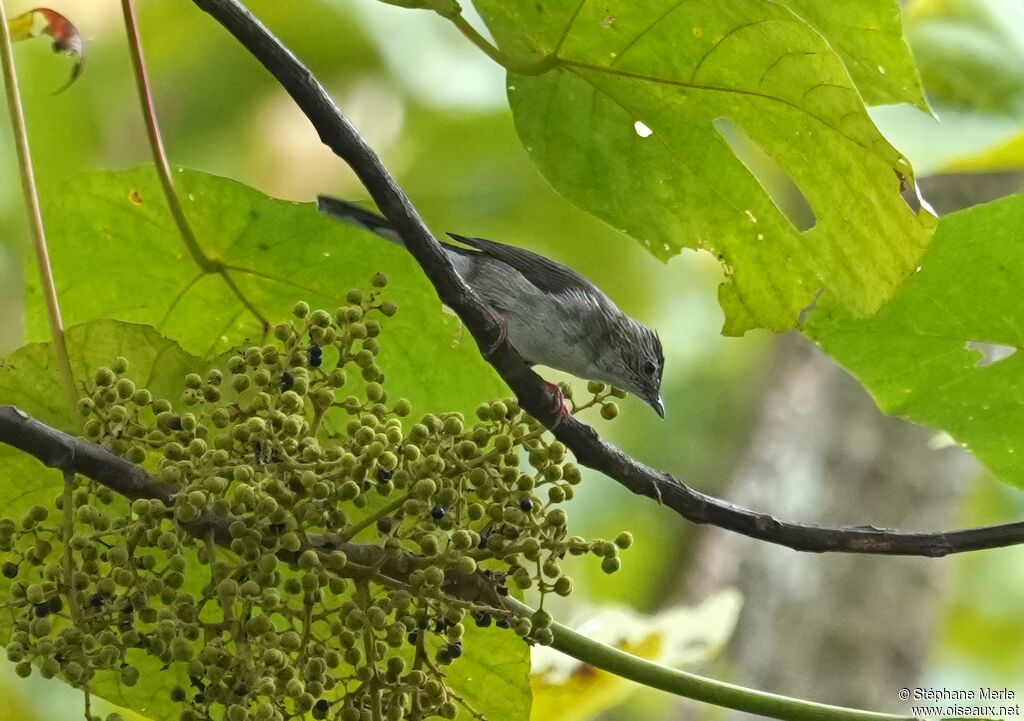 Minla à ailes bleues