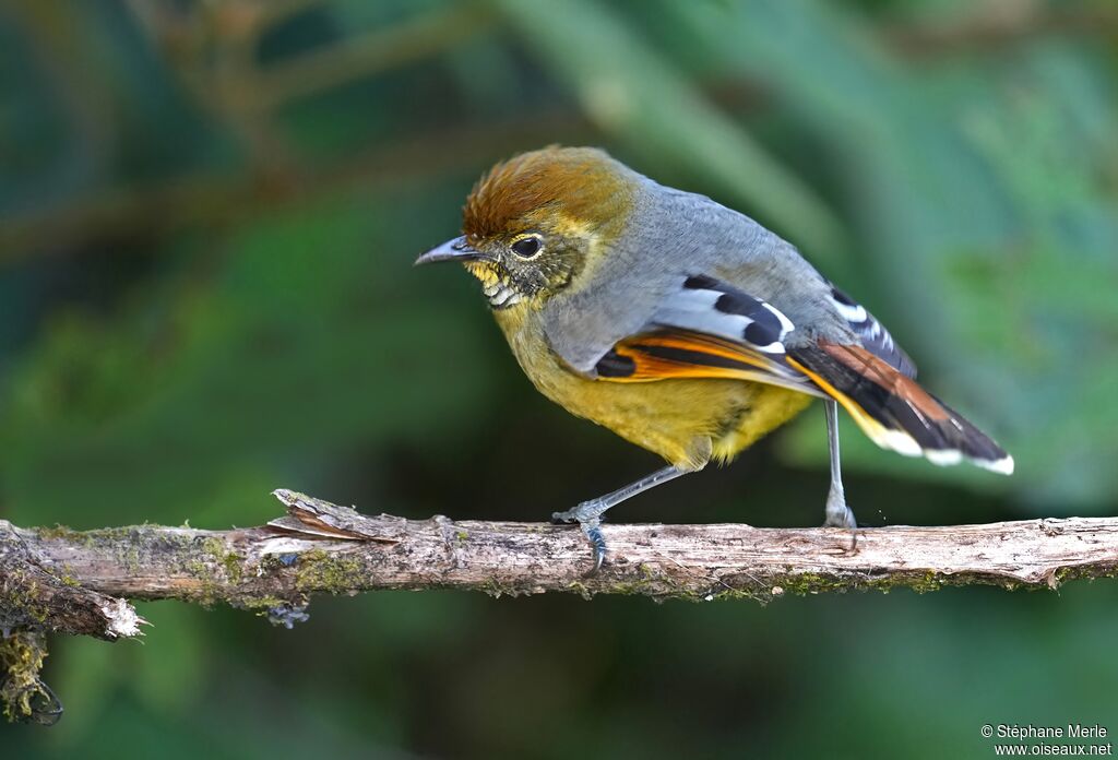 Minla à gorge striéeadulte