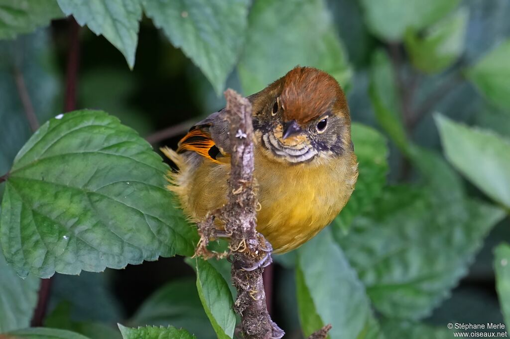 Minla à gorge striéeadulte