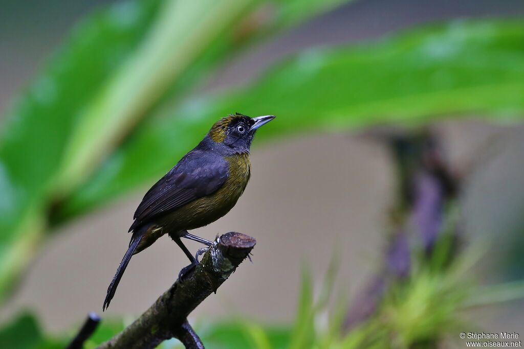 Dusky-faced Tanager