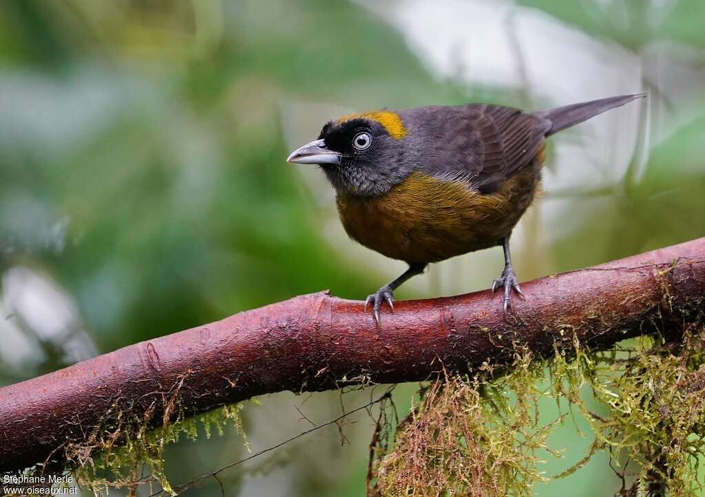 Dusky-faced Tanager