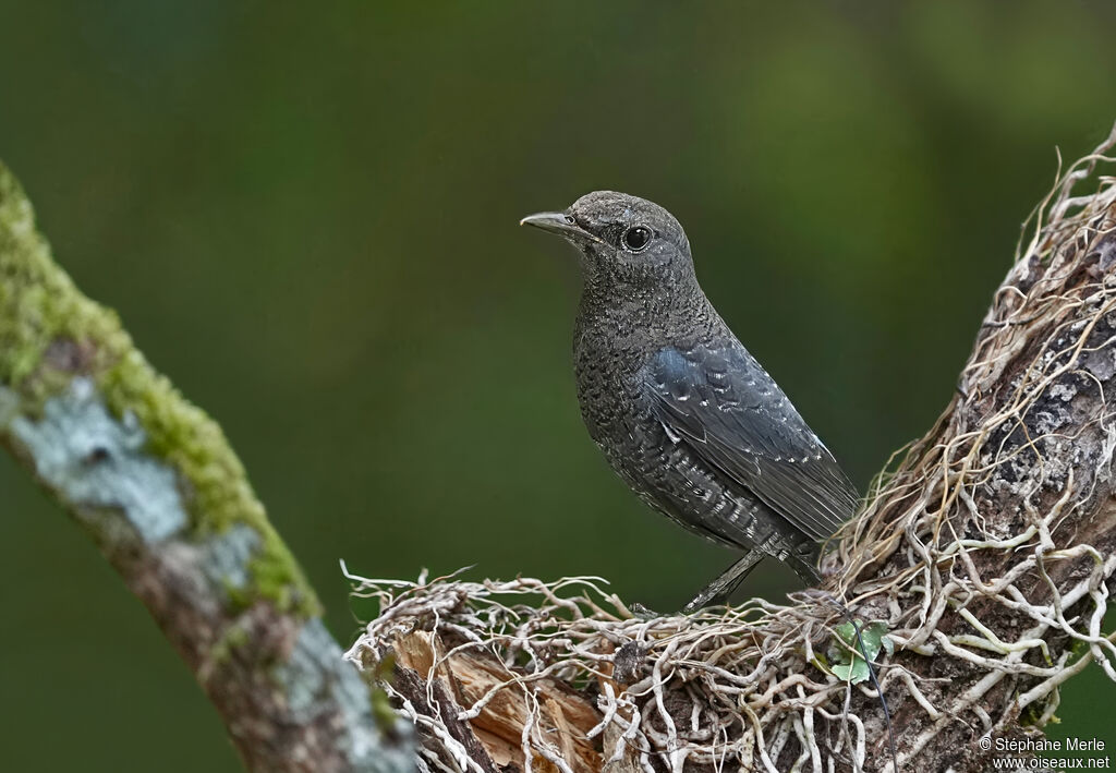 Monticole bleuadulte