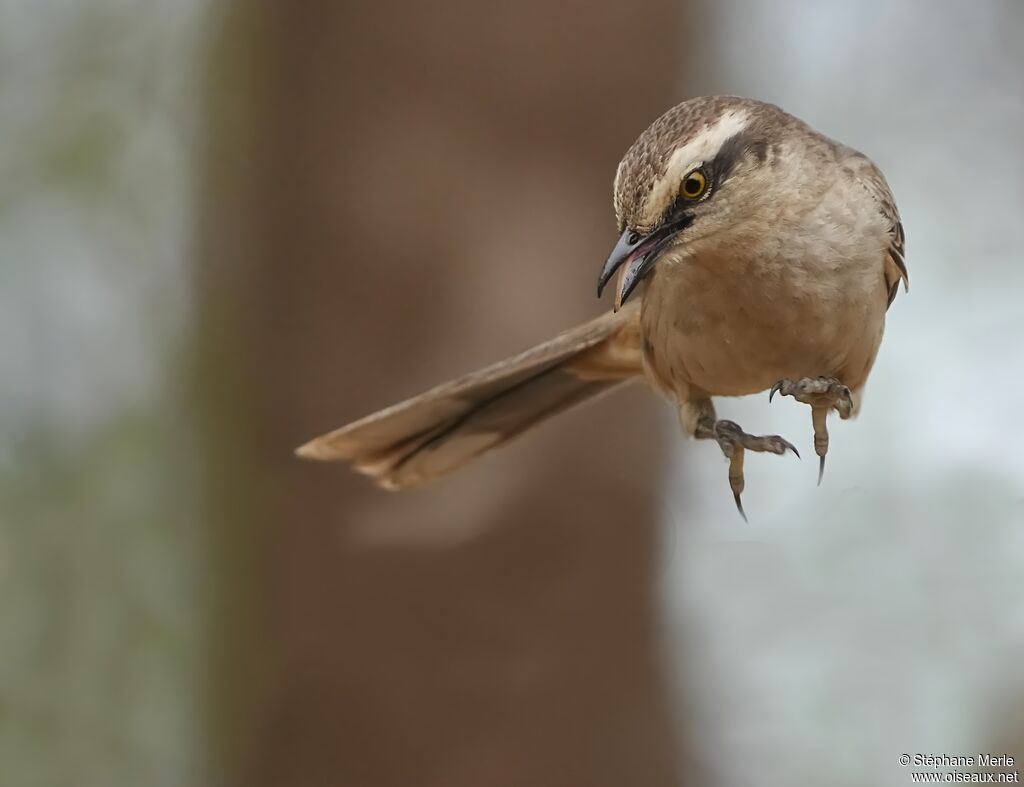 Chalk-browed Mockingbirdadult