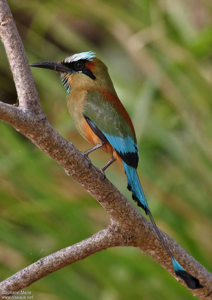 Turquoise-browed Motmotadult, identification