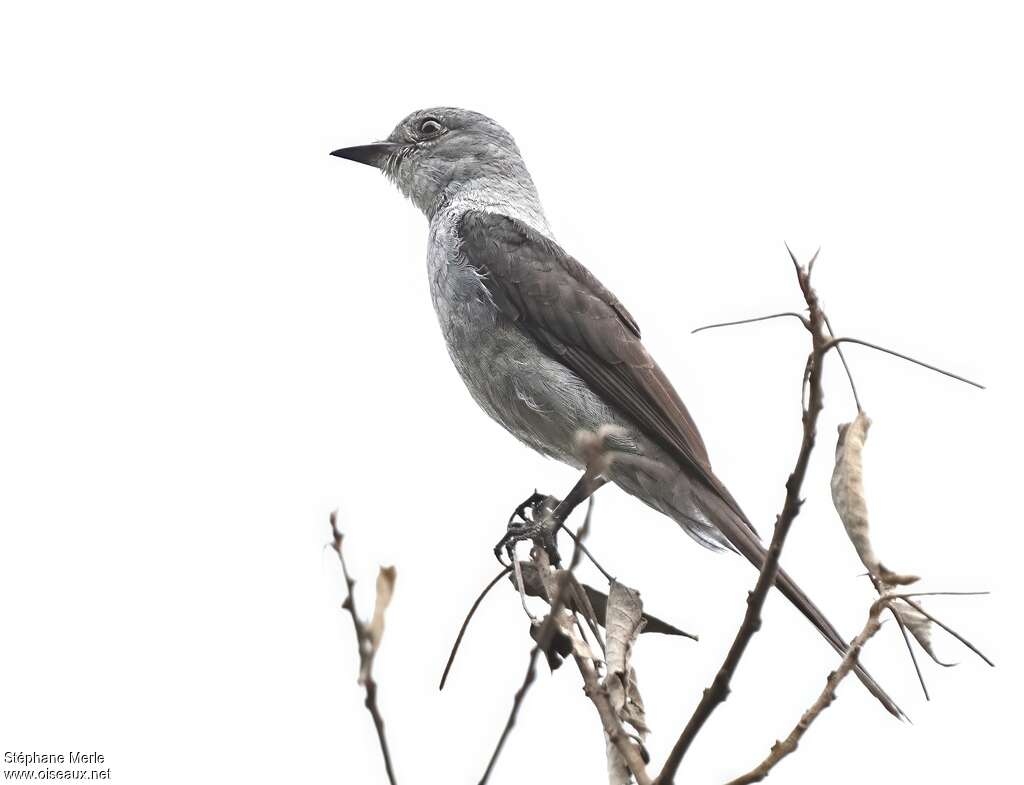 Shear-tailed Grey Tyrantadult
