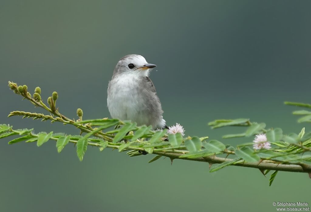 White-headed Marsh Tyrant female adult