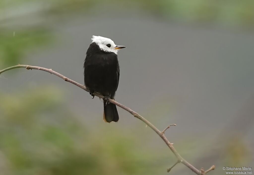 White-headed Marsh Tyrant male