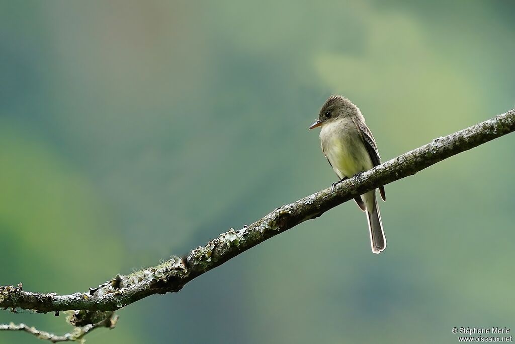 Northern Tropical Peweeadult