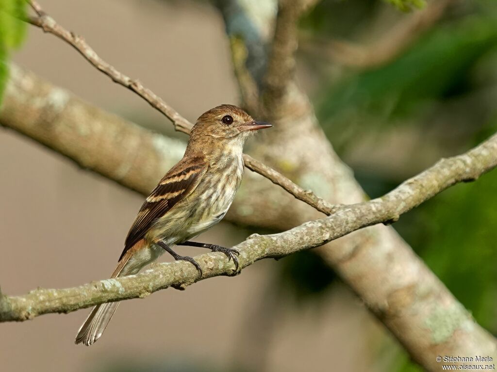 Bran-colored Flycatcheradult