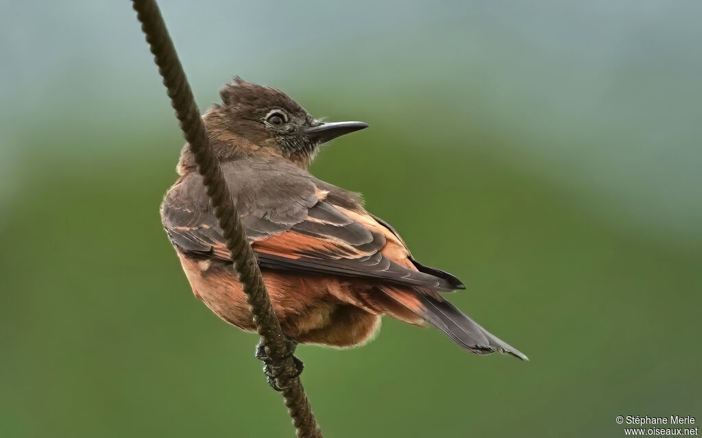 Cliff Flycatcheradult