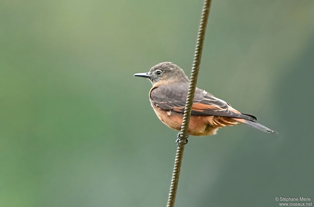 Cliff Flycatcheradult