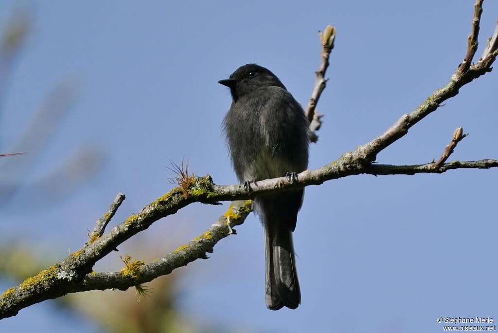 Blackish Pewee