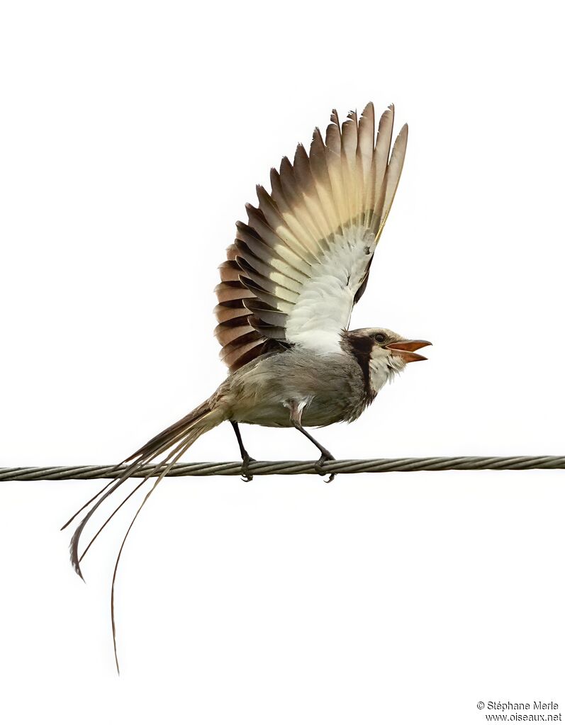 Streamer-tailed Tyrantadult