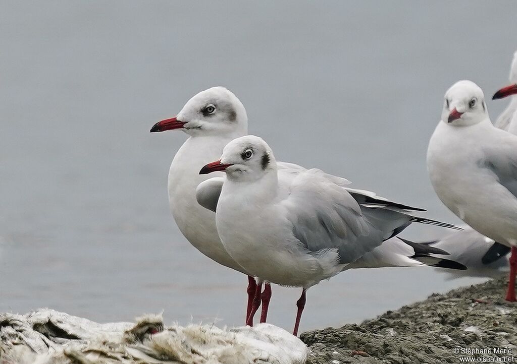 Brown-headed Gull