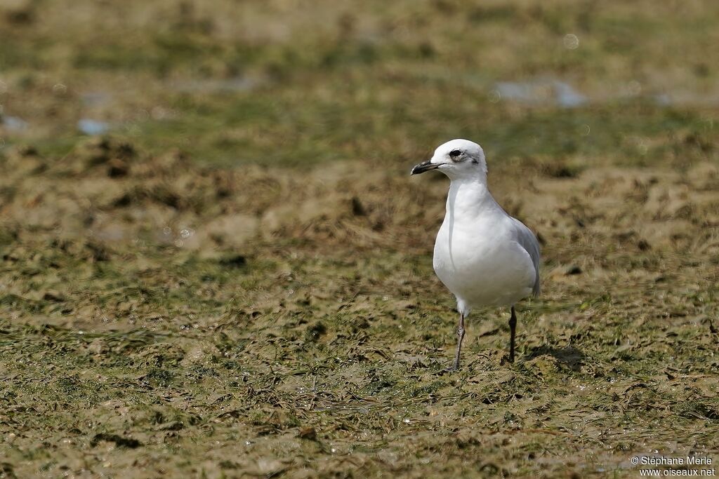 Mouette mélanocéphale