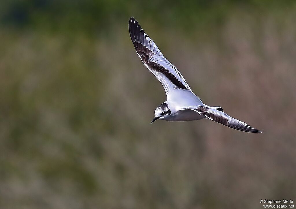 Little GullSecond year