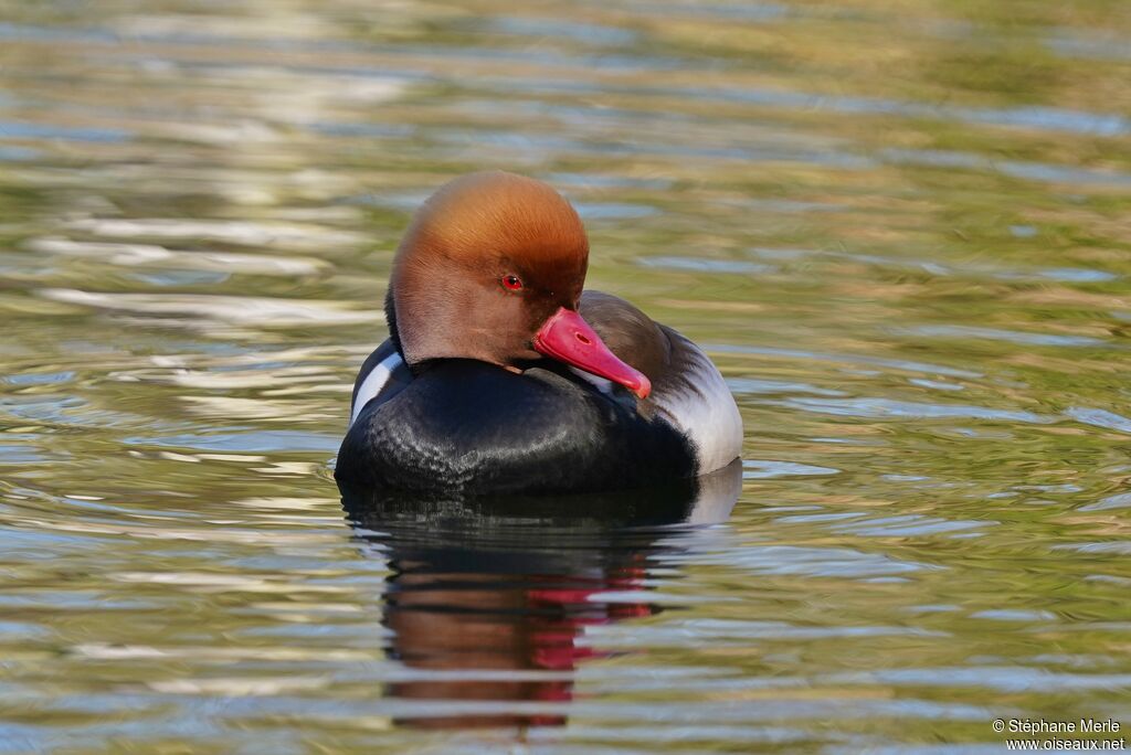 Nette rousse mâle adulte